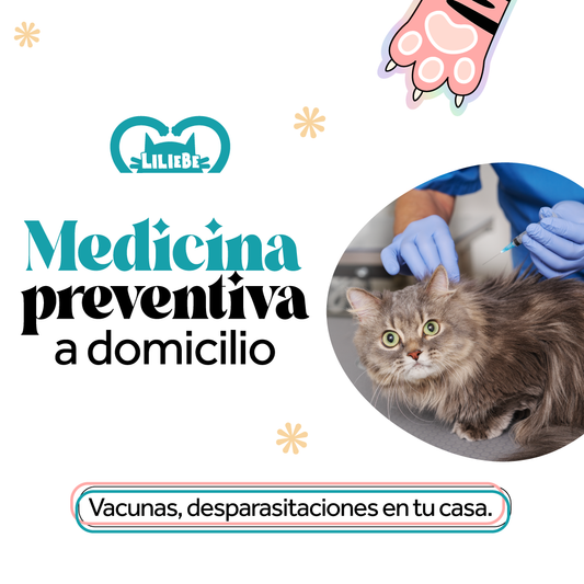 Médico Veterinario a domicilio