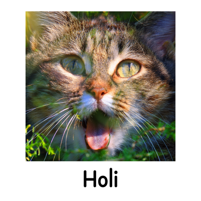 Holi
